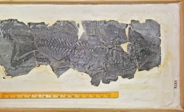 Cea mai veche fosilă de biban de mare din Europa, descoperită de cercetători de la UBB