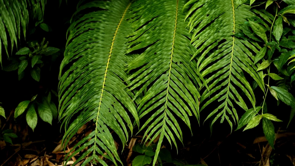 Cristale de elemente din pământuri rare au fost descoperite, în premieră, într-o plantă