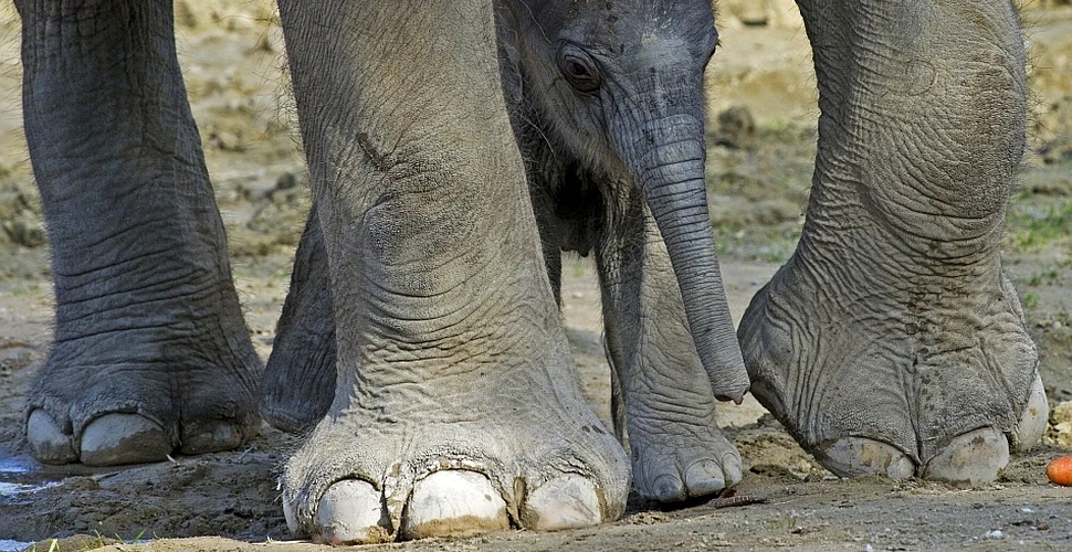 Surpriză! Elefanţii au de fapt 6 degete
