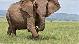 Locurile pe care elefanții le evită mai mult decât oricare alt animal