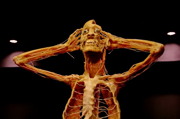 ''Our Body: Universul interior'', corpuri umane plastifiate şi peste două sute de organe