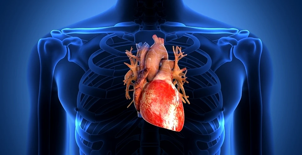 Oamenii de ştiinţă au descoperit gena MUTANT care protejează inima – FOTO