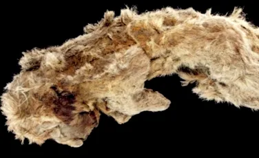 Un pui de leu, vechi de 28.000 de ani, găsit în stare surprinzător de bună în permafrostul din Siberia