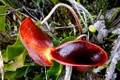 Plantele carnivore în formă de „vas de toaletă” care pot înghiți cu ușurință un șoricel