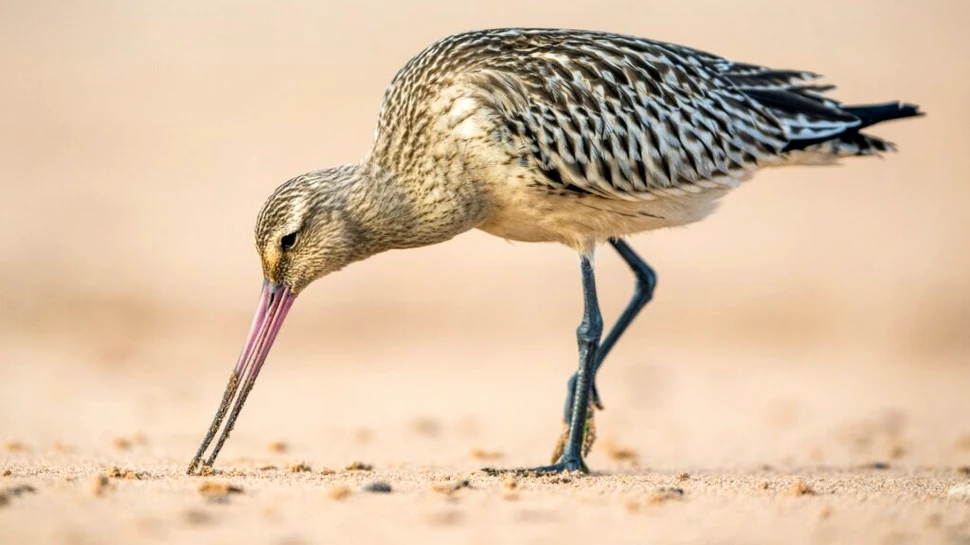 O specie de pasăre își „mânăncă” propriile organe pentru a-și putea finaliza migrația