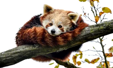 Un pui de panda roşu, o specie pe cale de dispariţie, s-a născut în Marea Britanie