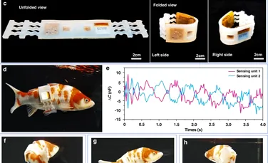 O vestă inteligentă transformă peștii în „spioni” subacvatici