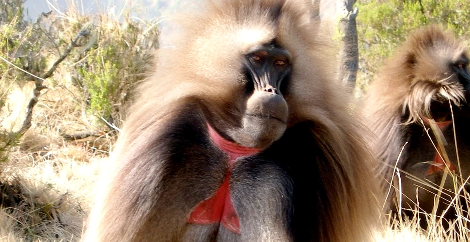 Maimuţele care „vorbesc”: cercetătorii sunt surprinşi de asemănarea extraordinară între sunetele babuinilor gelada şi vorbirea umană (VIDEO)