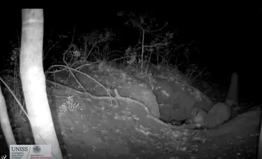 O filmare spectaculoasă surprinde momentul în care o vulpe roșie vânează un pui de lup