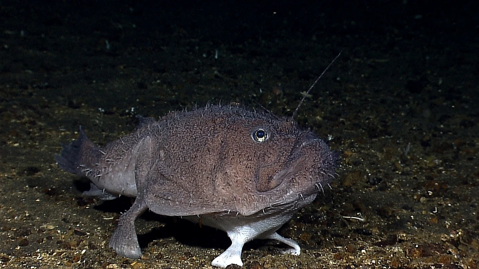 Urmăreşte în timp real aventura unui vas de cercetare prin adâncurile oceanului! (VIDEO)