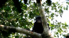 O specie complet nouă a fost descoperită în pădurea tropicală din Congo