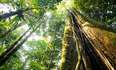 Temperaturi noi înregistrate în două treimi din pădurile tropicale cheie