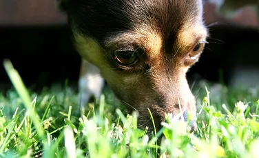 Câinele tău mănâncă iarbă? Care este motivul acestui comportament neobişnuit