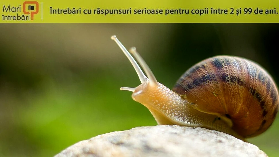 De ce sunt melcii atât de lenți?