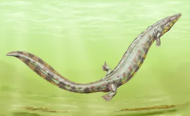 Fosile vechi de 300 de milioane de ani dezvăluie că primele vertebrate ajunse pe uscat nu erau ceea ce credeam, susțin cercetătorii