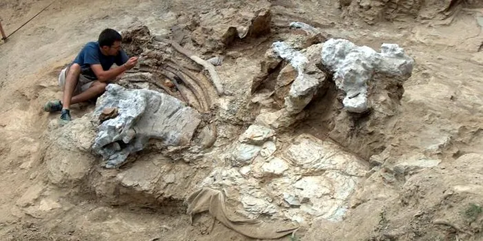 Un adevărat „titan” al dinozaurilor din Cretacic, dezgropat în Spania