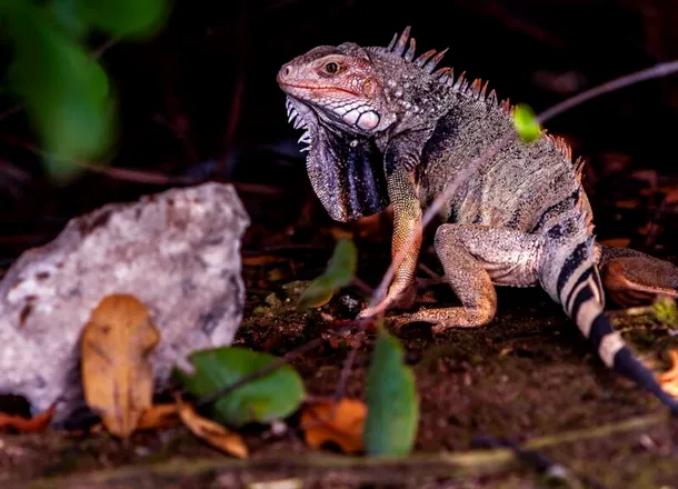 Cercetătorii cred că ochii vertebratelor au fost inițial un singur ochi în vârful capului