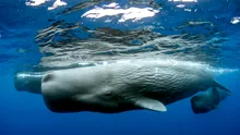 Ceva uimitor se întâmplă cu balenele din Marea Mediterană