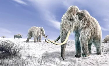 De ce a dispărut mamutul lânos? Nu oamenii au fost de vină, arată un nou studiu ce a identificat cauza