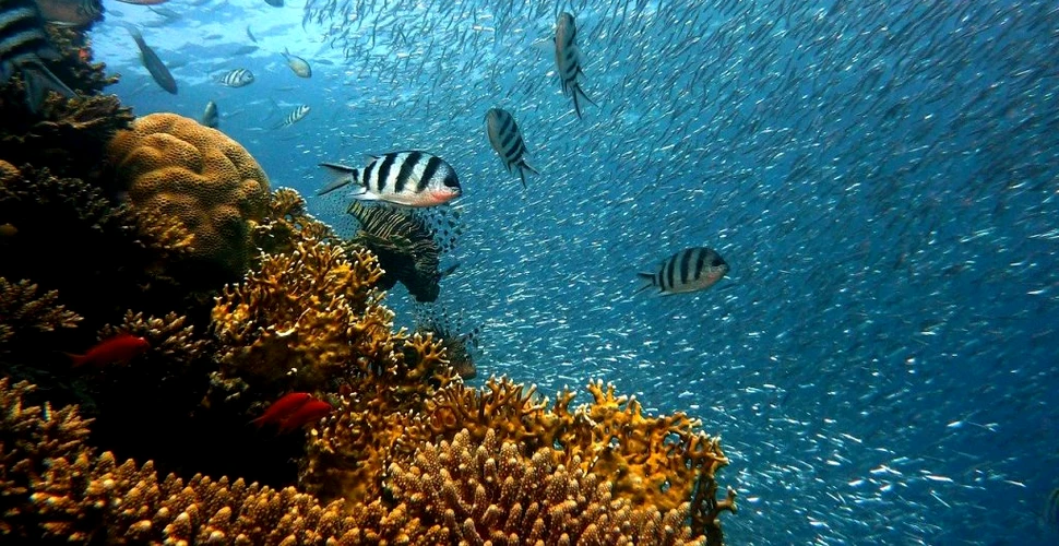 Editarea genetică ar putea să ajute coralii să supraviețuiască încălzirii globale