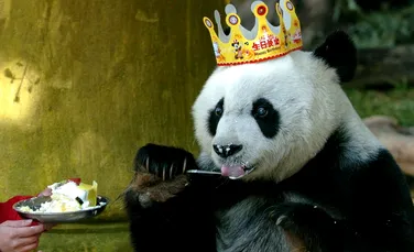 Basi, cel mai în vârstă urs panda din lume, a împlinit vârsta de 37 de ani