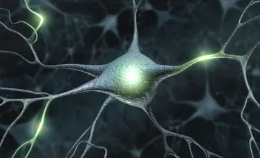 ”Mini-creierele” umane tridimensionale scot la iveală fundamentul genetic al bolilor mintale majore