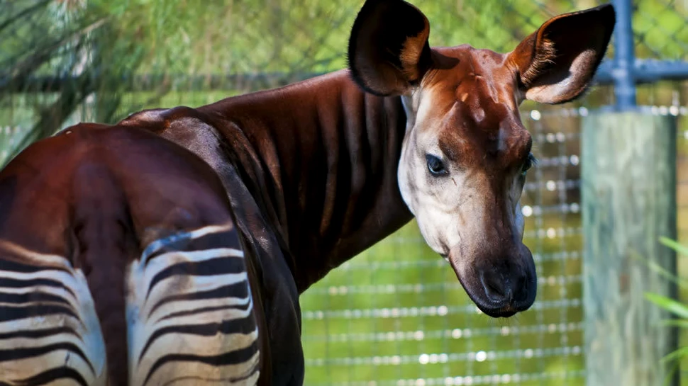 Okapi – o misterioasă creatură a junglei