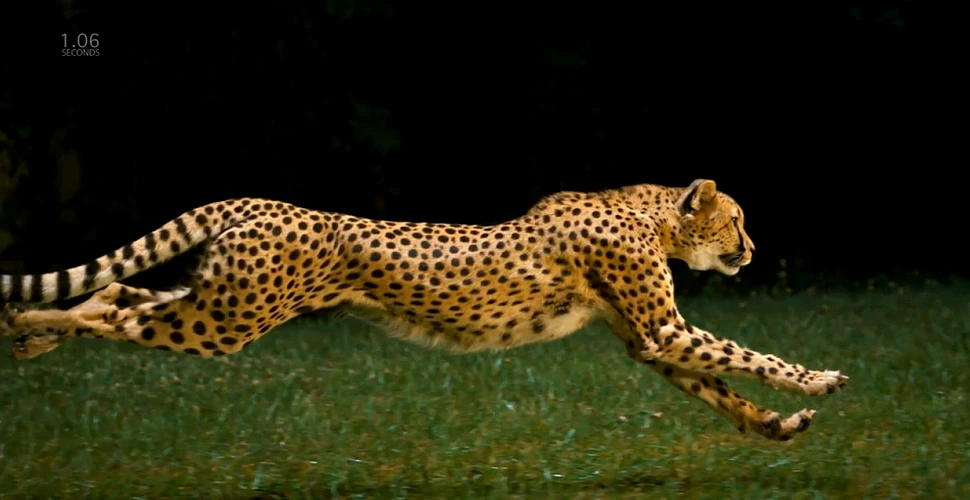 Ghepardul, cel mai rapid animal în alergare, aşa cum nu l-ai mai văzut vreodată (VIDEO HD)