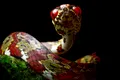 Șarpele „Leonardo DiCaprio”, descoperit în jungla din Panama