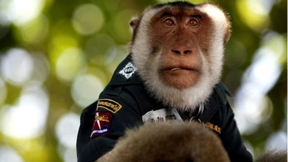 Patrule de maimute vor pazi Jocurile Commonwealth