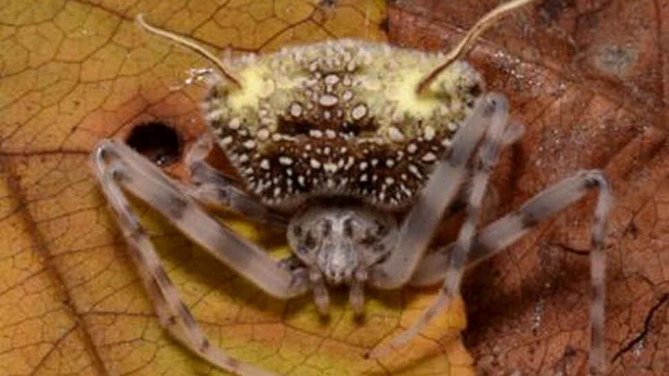 Oamenii de știință au descoperit o specie bizară de păianjen care se deghizează în ciupercă
