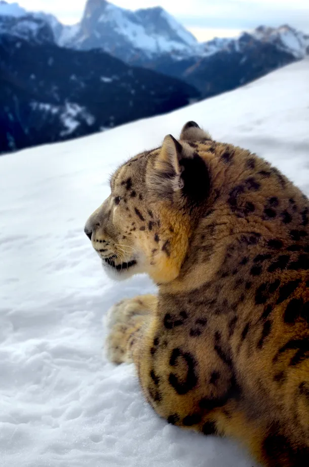 Leopardul zăpezilor îşi observă teritoriul.