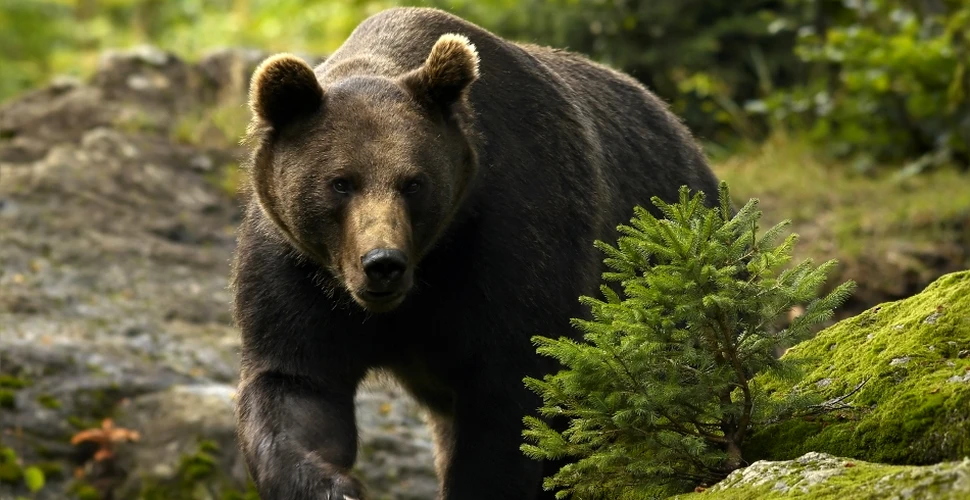 Numărul urşilor din România, dictat de interesele de vânătoare. De ce urşii brun s-au înmulţit foarte mult pe hârtie?