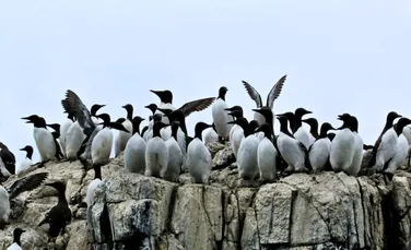 O specie de păsări care seamănă cu pinguinii, devastată de un val de căldură