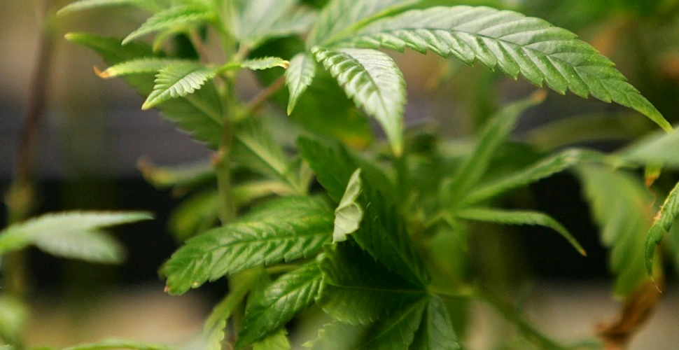 Ţara care le dă voie locuitorilor să cultive marijuana acasă