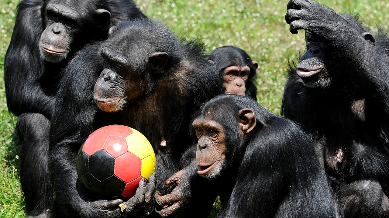 1-cimpanzei-minge-fotbal 