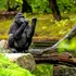 Test de cultură generală. De ce maimuțele s-au oprit din evoluție?
