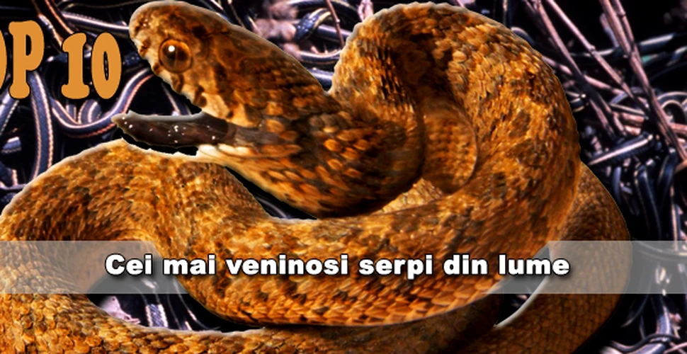 Top 10 Cei mai veninosi serpi din lume