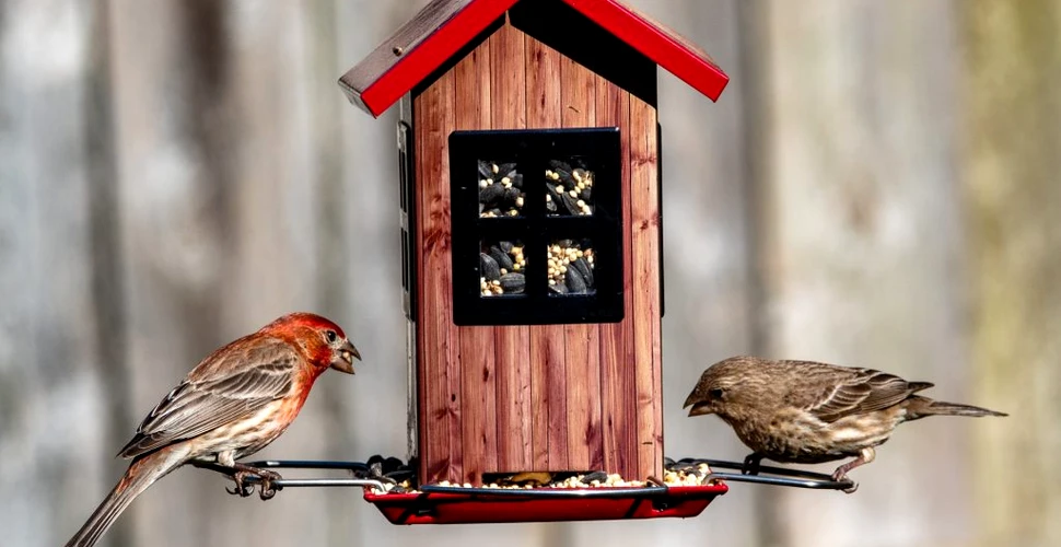 Ce au aflat cercetătorii după ce au deconstruit „ceasul biologic” care reglează cântecul păsărilor