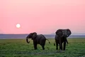 Masculii tineri de elefant își controlează agresivitatea dacă în apropiere se află masculi mai în vârstă