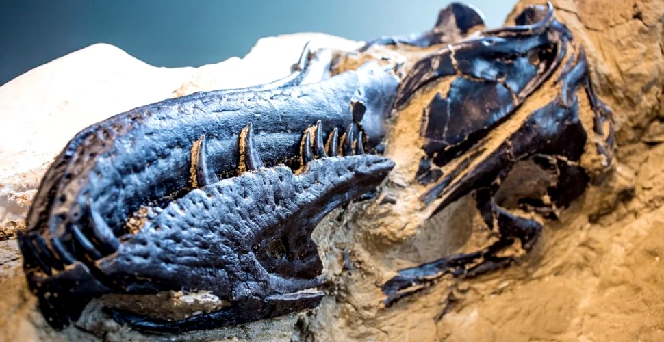 „Dinozaurii care se duelează”, cele mai complete schelete de dinozauri descoperite vreodată