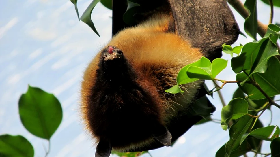 Sute de lilieci au fost ucişi în Australia după ce creierul lor ”a fost prăjit”