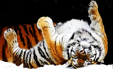 Tigru siberian – animal non grata in Pakistan