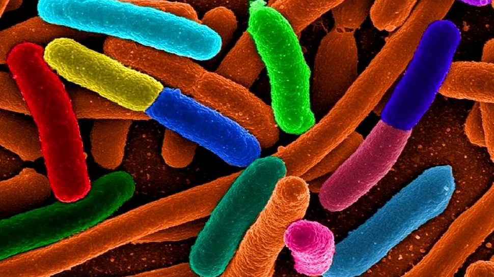 Peste 10 ani, maşinile ar putea fi alimentate de bacterii intestinale