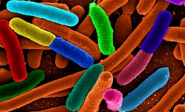 Mii de specii de bacterii se adăpostesc în locuinţele noastre