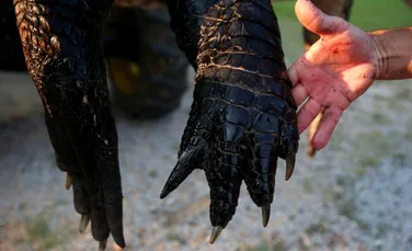 Cât de mare este aligatorul care a rupt cântarul vânătorilor în timp ce era măsurat? (Galerie FOTO)
