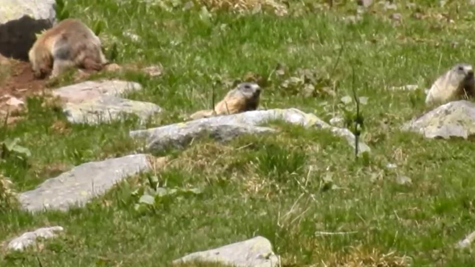 Trei marmote surprinse într-o sesiune de joacă. Imagini amuzante de la Romsilva