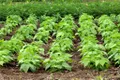 O plantă cheamă în ajutor „trupe speciale” atunci când este atacată de omizi