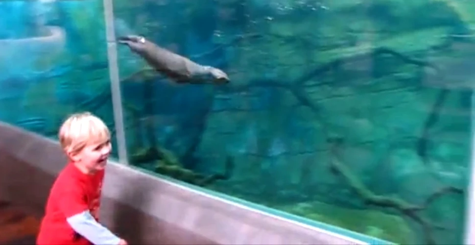 O vidră de la Zoo San Diego se joacă cu vizitatorii! (VIDEO)