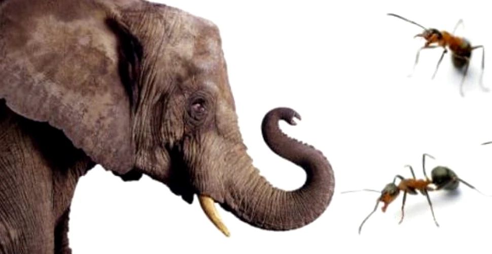 Si totusi de cine se tem elefantii?